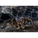 Aragog-personage uit Harry Potter