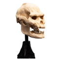 The Lord of the Rings Skull of Lurtz statuette 14 cm WETA Collectibles