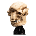 The Lord of the Rings Skull of a Cave Troll statuette 21 cm Beeldjes